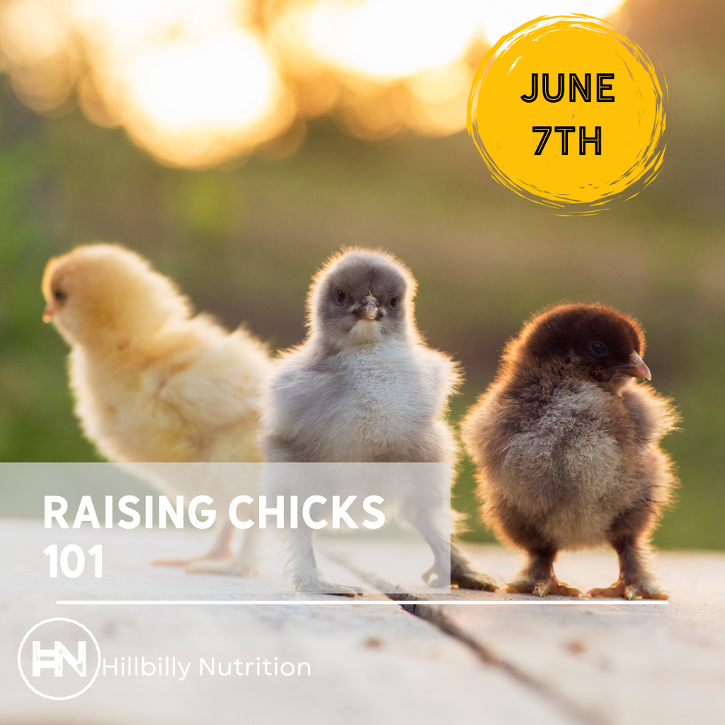 Raising Chickens 101