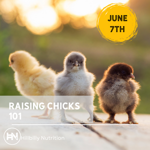 Raising Chickens 101