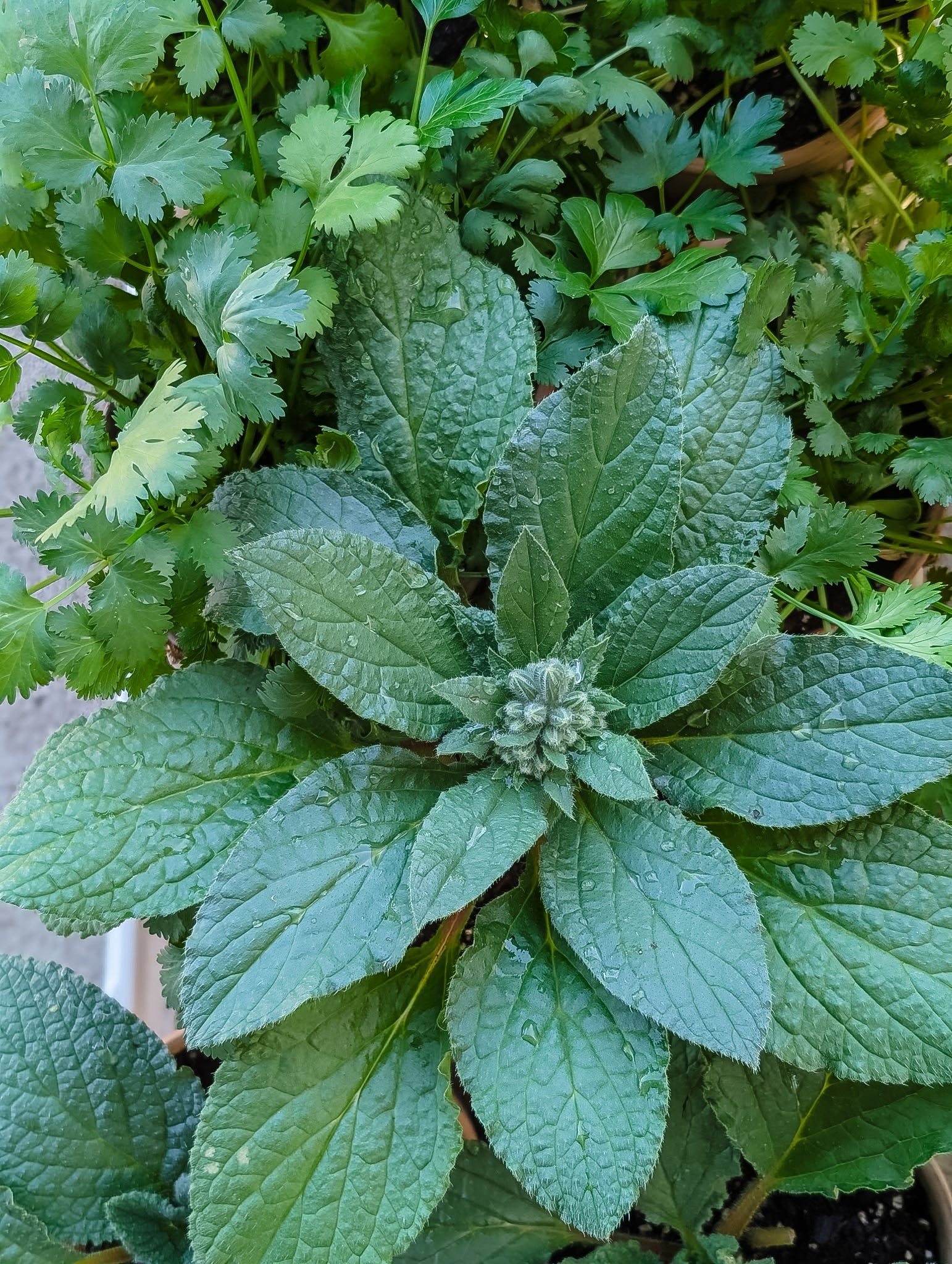 Potted Herbs/Plants