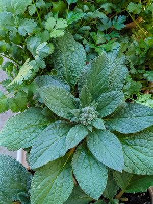 Potted Herbs/Plants