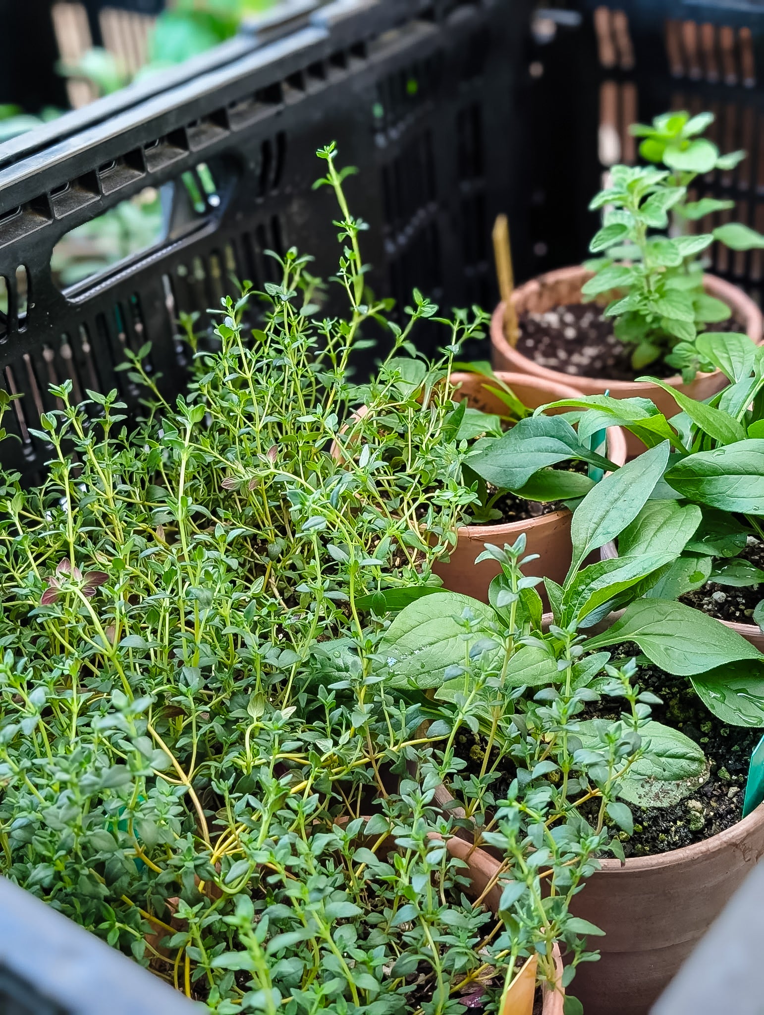 Potted Herbs/Plants