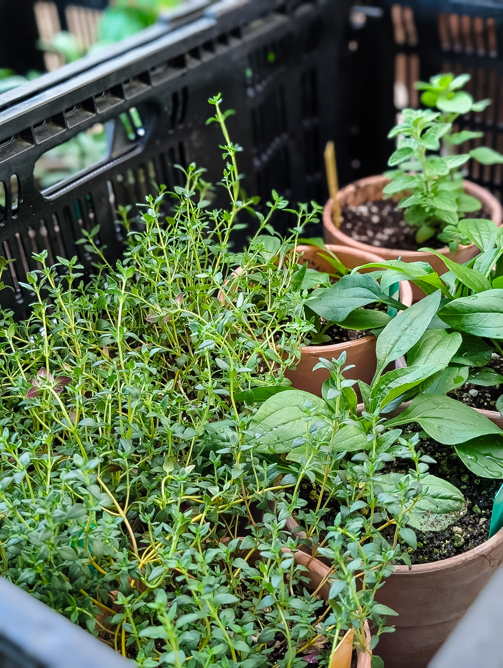 Potted Herbs/Plants