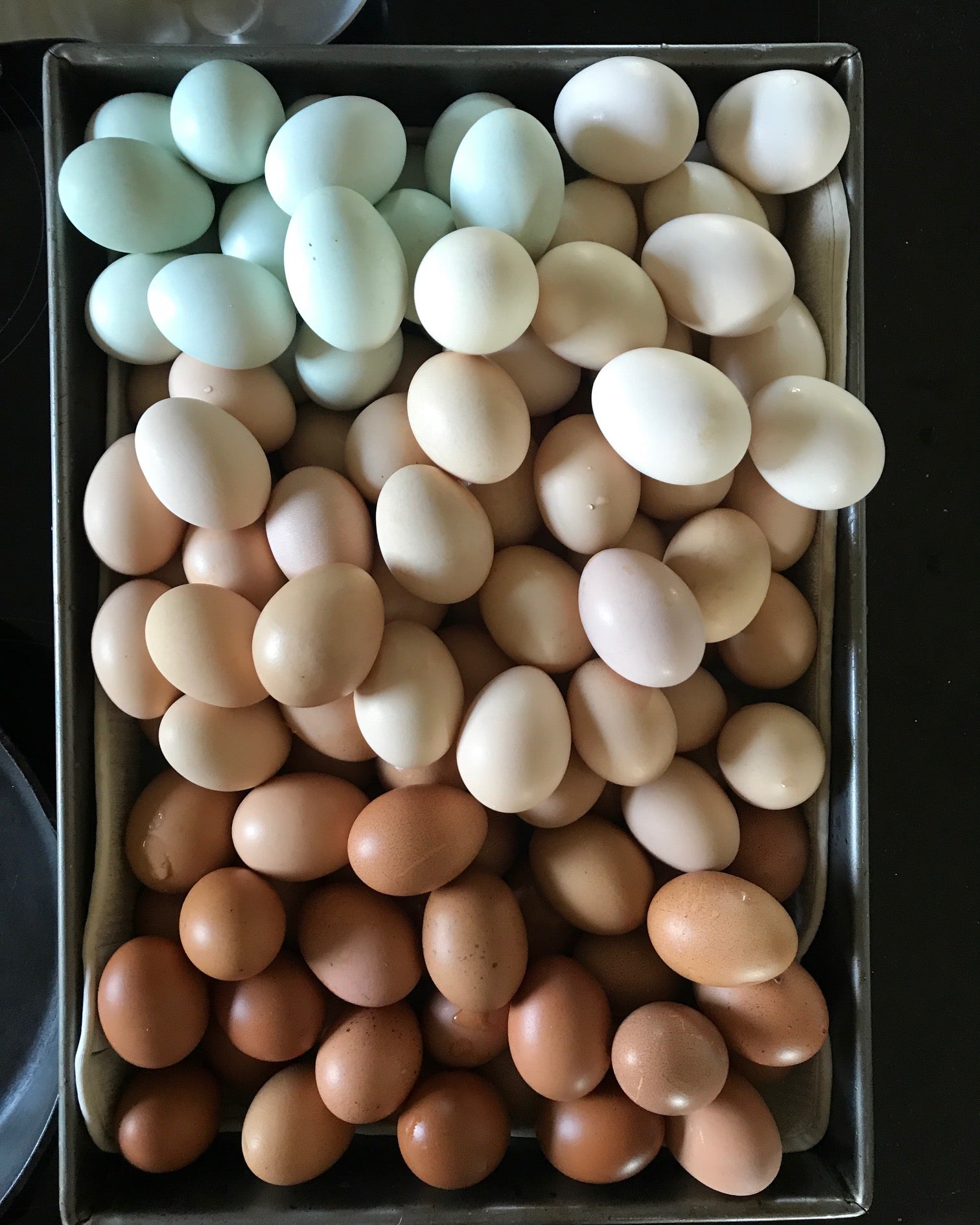 pastured eggs rainbow eggs farm fresh eggs dfw