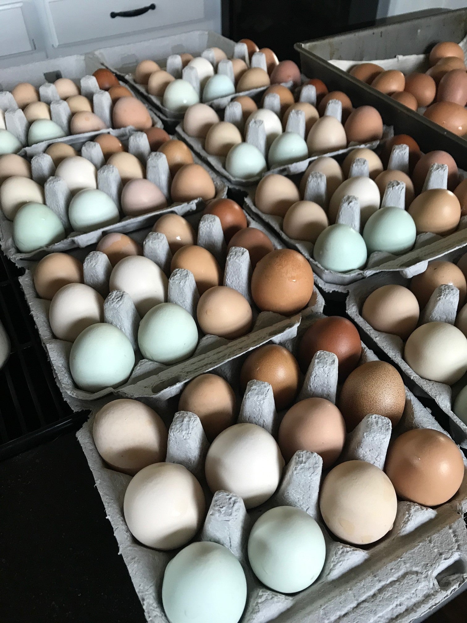 pastured eggs rainbow eggs dfw
