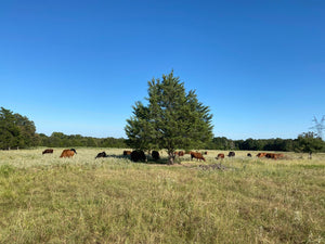 Out Home Farm Ossobuco - Beef Shanks