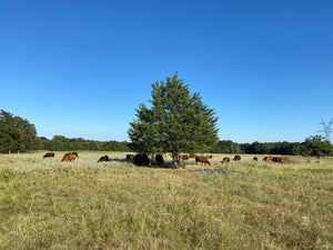 Out Home Farm Strip Steak